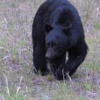Black Bear
 / Черный медведь